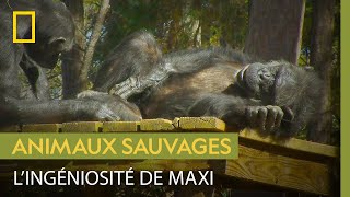 Maxi la quotbonne élèvequot de ce refuge pour chimpanzés [upl. by Atinna]