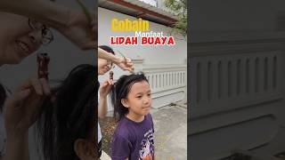 Eksperimen mencoba tanaman lidah buaya  untuk rambut experiment [upl. by Palila]