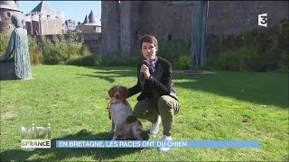 LEpagneul breton une des races préférée des français [upl. by Frida]