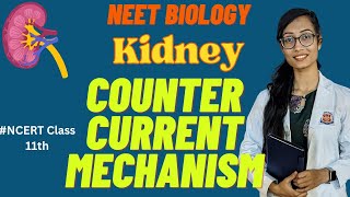 Excretory products amp elimination  Counter current mechanism amp Urine formation biology neet ncert [upl. by Leshia]