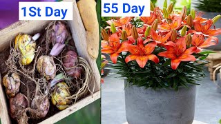 How to grow Lily Bulbs in pots at home Lilies flowers  Lily bulbs planting [upl. by Yhtak]