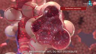 Pulmonary surfactant secretion  3D medical animation [upl. by Yecniuq]