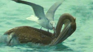 Pelican Fights with Seagulls over Food  Trials Of Life  BBC Earth [upl. by Eerpud]