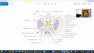 Lecture on Thoracic Inlet [upl. by Harat]