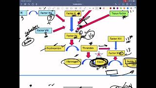 Antiplateletsamp anticoagulant [upl. by Rodmur]