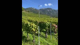 LE DÉBUT DES VENDANGESen Haute Savoie comme ici dans le célèbre vignoble dAyse HauteSavoie [upl. by Us883]