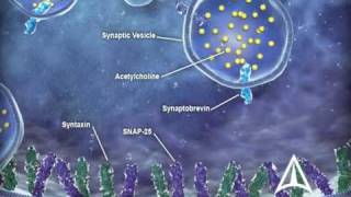 US WorldMeds  Mechanism of Action [upl. by Pamelina]