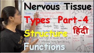 Nervous Tissue in Hindi  Part4  Neuron  Types  Structure  Functions [upl. by Nivrek247]