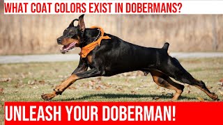 Exploring the Different Doberman Coat Colors and Patterns [upl. by Eiduj49]