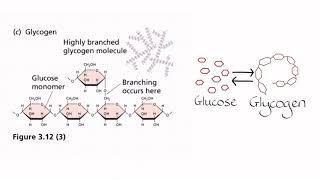 Blood glucose regulation [upl. by Luiza248]