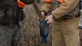 Pheasant Hunting Tips Best way to store a pheasant for taxidermy mounting Episode 2 [upl. by Judas]