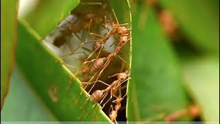 Weaver ants making nest [upl. by Engis493]