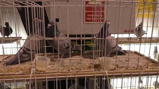 Thomas Wessels racing pigeons Expo Silesia 2018 [upl. by Dnomyaw]