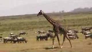 Giraffe running in herd of cattle Kenya [upl. by Phira789]