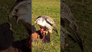 GyrSaker Falcon Feeding [upl. by Aggappora]