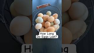 How Long Do Farm Fresh Eggs Last chicken [upl. by Hoj]