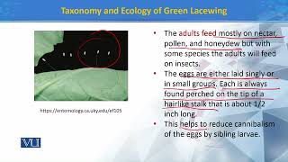 Taxonomy and Ecology of Green lacewings  Principles of Systematics  ZOO511TTopic162 [upl. by Hayyim]