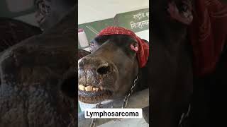 Lymphosarcoma  Bulging Eyes  Bovine leukemia virus [upl. by Anitnoc]