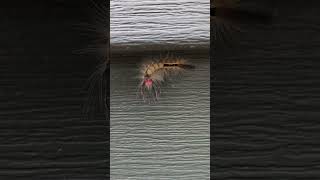 White Marked Tussock Moth [upl. by Jeggar]