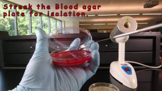 Inoculating Blood Agar and Adding a Novobiocin NB Disc [upl. by Estas]