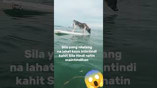 ingatan mo Sarili mo mokong malalaking shark Jan😱 doglover sealife [upl. by Lempres]