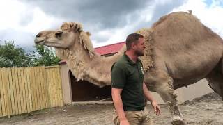 Animal Adventures with Jordan Dromedary Camels [upl. by Ahtivak]