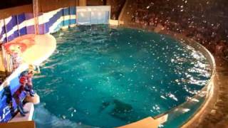 新江ノ島水族館ドルフェリア dolphines show [upl. by Etac]