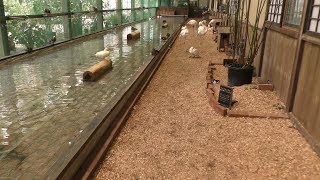 水鳥ケージ 加茂荘花鳥園 2018年7月1日 [upl. by Adnahsat193]