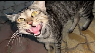 Hungry Tabby Cat🐾🐾 TotoTheTuber [upl. by Hsaniva420]