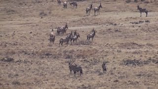 Hunting gemsbok in South Africa [upl. by Asseral]