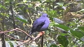 Black Faced Solitaire singing [upl. by Wivina]