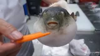 puffer fish eating a carrot full video [upl. by Richarda]