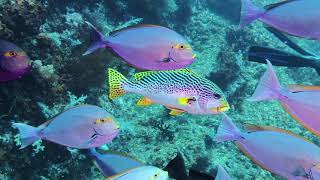 Yellowmask Surgeonfish and a Sweetlips  Raja Ampat Indonesia [upl. by Alica]