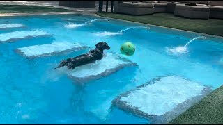 Dachshund jumps into the pool to steal volleyball from friends [upl. by Asinet]