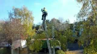 Trimming A Large Silver Birch [upl. by Ayanej]