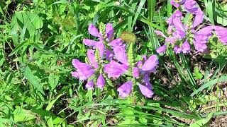 残暑厳しすぎ・・・ ⑥ハナトラノオ！ Southern Obedient Plant [upl. by Xxam495]