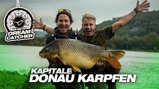 Der DonauFuffi 🤯  Karpfenangeln am Fluss [upl. by Acirtal829]