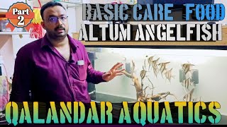 Altum Angelfish  Qalandar Aquatics  Altum Angel  altum angelfish tank setup  food and basic care [upl. by Egres]