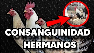 Consanguinidad En Los Gallos  Como Conservar Una Linea De Gallos [upl. by Franzoni]