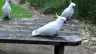 Australian bird life at the Erskine River near Lorne [upl. by Anica154]