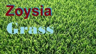 What Grass Is That Zoysia Grass Empire Zoysia Zeon Zoysia Zoysia Lawn [upl. by Inirt]