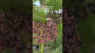 Common Milkweed Asclepias syriaca pollination by Long Legged Flies Chrysosoma sp nativespecies [upl. by Zednanreh714]