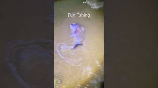 FUN FUSHING Black Drum fishing blackdrum [upl. by Duthie631]