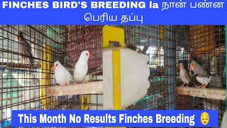 FINCHES BIRDS BREEDING la நான் பண்ன பெரிய தப்பு  THIS NO RESULTS FOR FINCHES BREEDING [upl. by Hsetih]