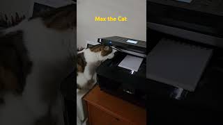 Max the Cat vs Scanner [upl. by Hoeg]