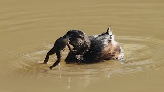 Piedbilled Grebe  a frog for dinner [upl. by Evslin]