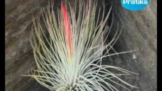 Présentation des tillandsias les plantes sans terre [upl. by Bracci]