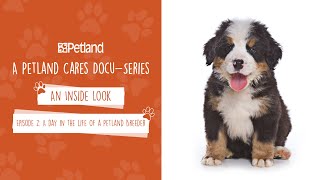 Petland  An Inside Look  Mini Docuseries Episode 2 A day in the life of a Petland Breeder 2020 [upl. by Ahsehyt]