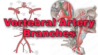 Vertebral Artery Branches  Basilar Artery  Communicating Artery  EduLesson [upl. by Christoper91]