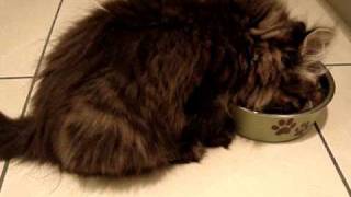 Why cats need canned food [upl. by Eardnoed]